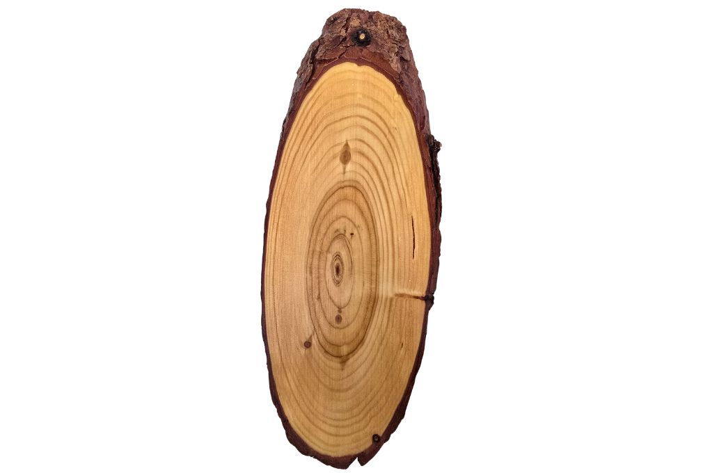 JOSEF RAGGINGER Reh Trophäenschilder Lärche